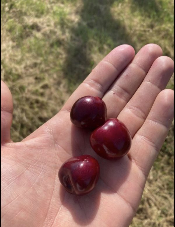 Cseresznye (több fajta vegyesen, édes, kezeletlen, kistermelői)